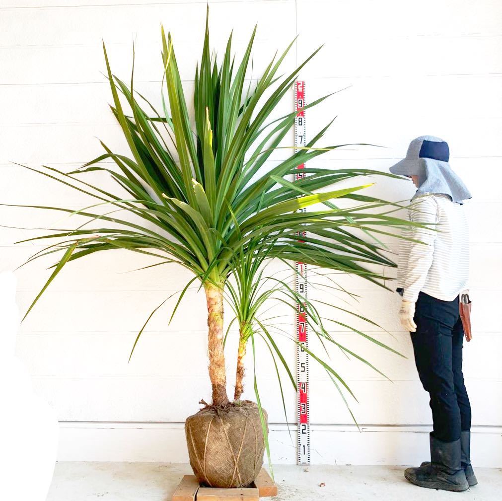 大株 幹太 ドラセナ 約:220cm 【株立ち 庭木 シンボルツリー 植木 ヤシの木 ココスヤシ ガーデニング ニオイシュロラン】248320