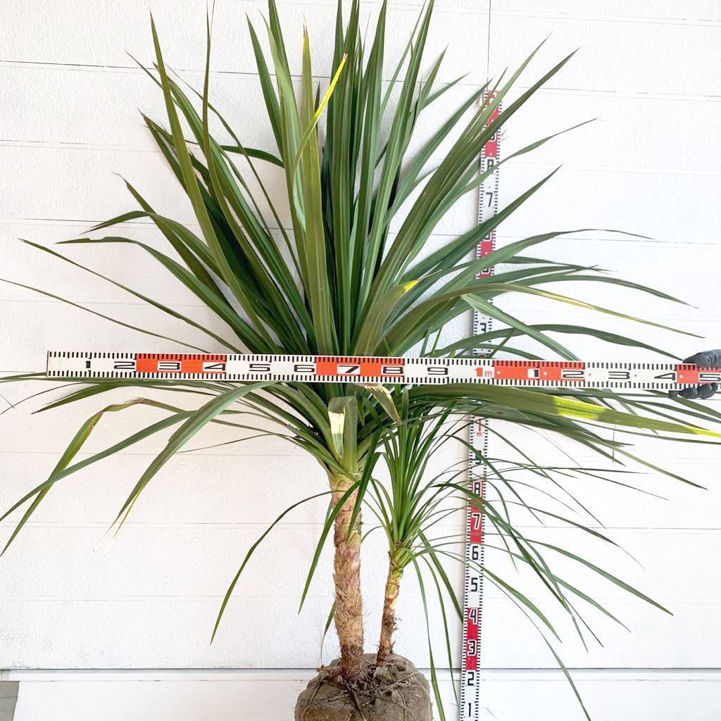 大株 幹太 ドラセナ 約:220cm 【株立ち 庭木 シンボルツリー 植木 ヤシの木 ココスヤシ ガーデニング ニオイシュロラン】248320