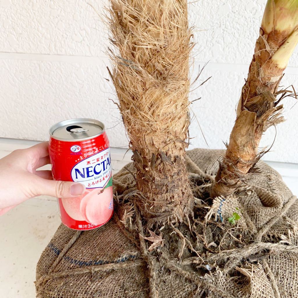 大株 幹太 ドラセナ 約:220cm 【株立ち 庭木 シンボルツリー 植木 ヤシの木 ココスヤシ ガーデニング ニオイシュロラン】248320