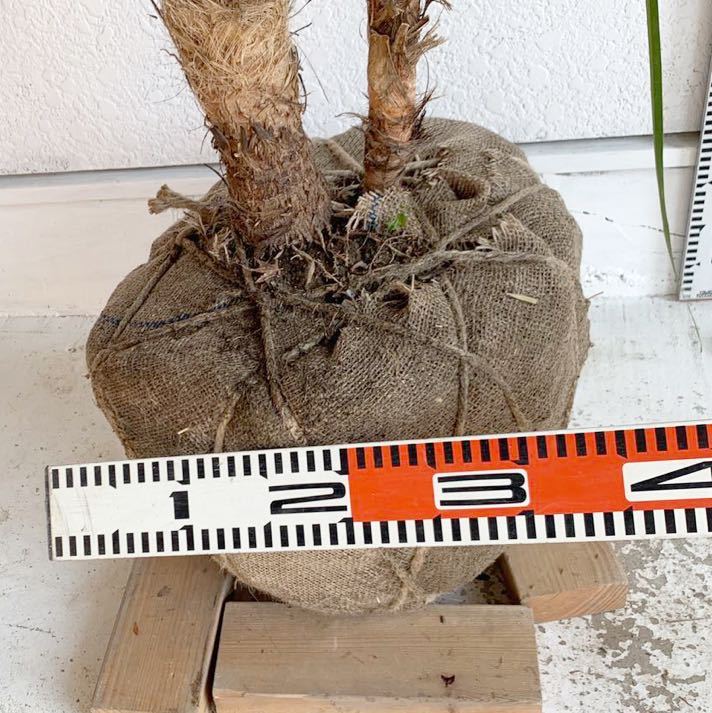 大株 幹太 ドラセナ 約:220cm 【株立ち 庭木 シンボルツリー 植木 ヤシの木 ココスヤシ ガーデニング ニオイシュロラン】248320