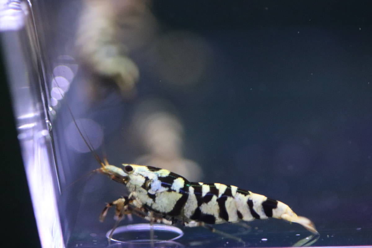 【えび繁】【ブラックファンシータイガー】ミドハイグレード 15匹　繁殖セット　おすすめ　到着日「4/7(金曜日)ＡＭ着のみ」限定