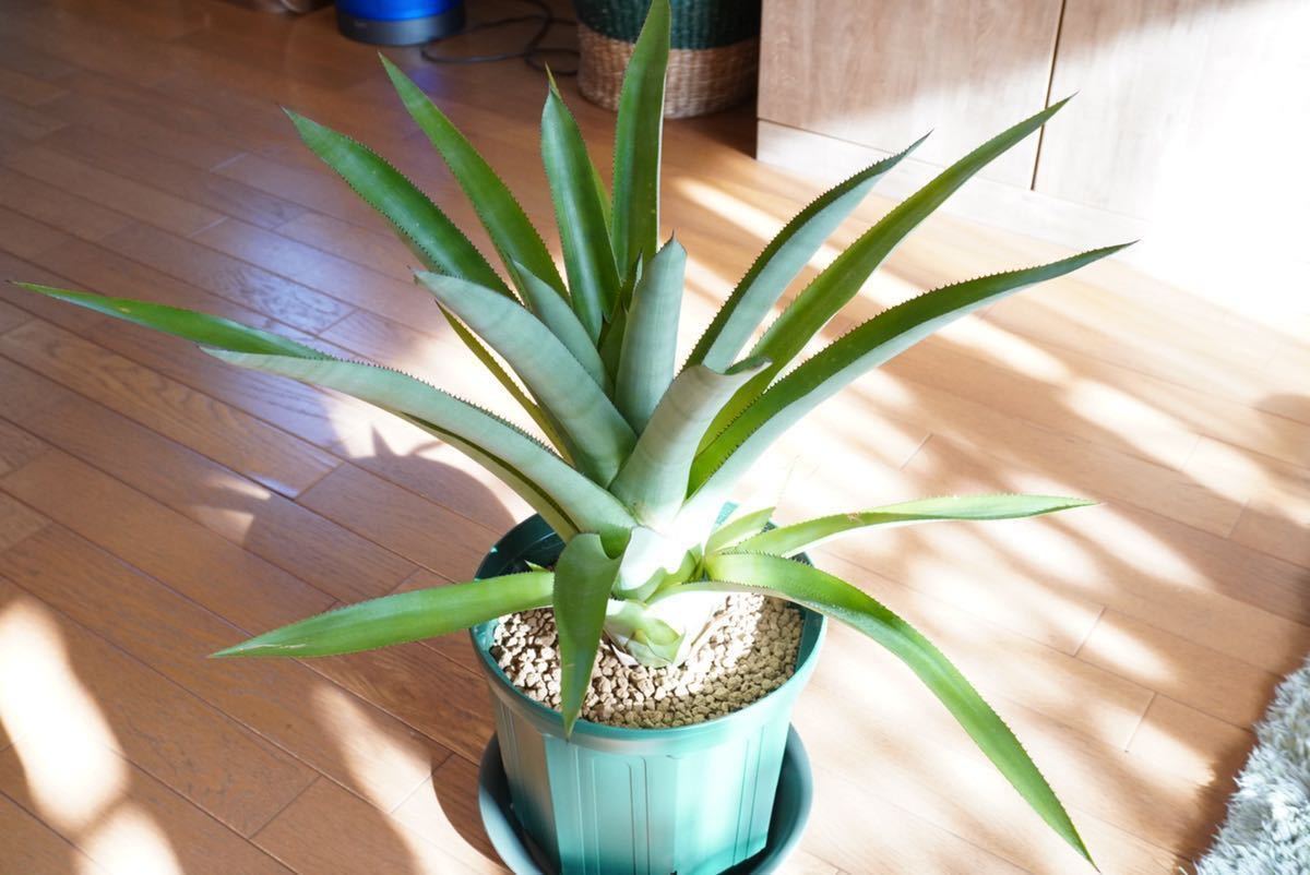 Hohenbergia andina ホヘンベルギア