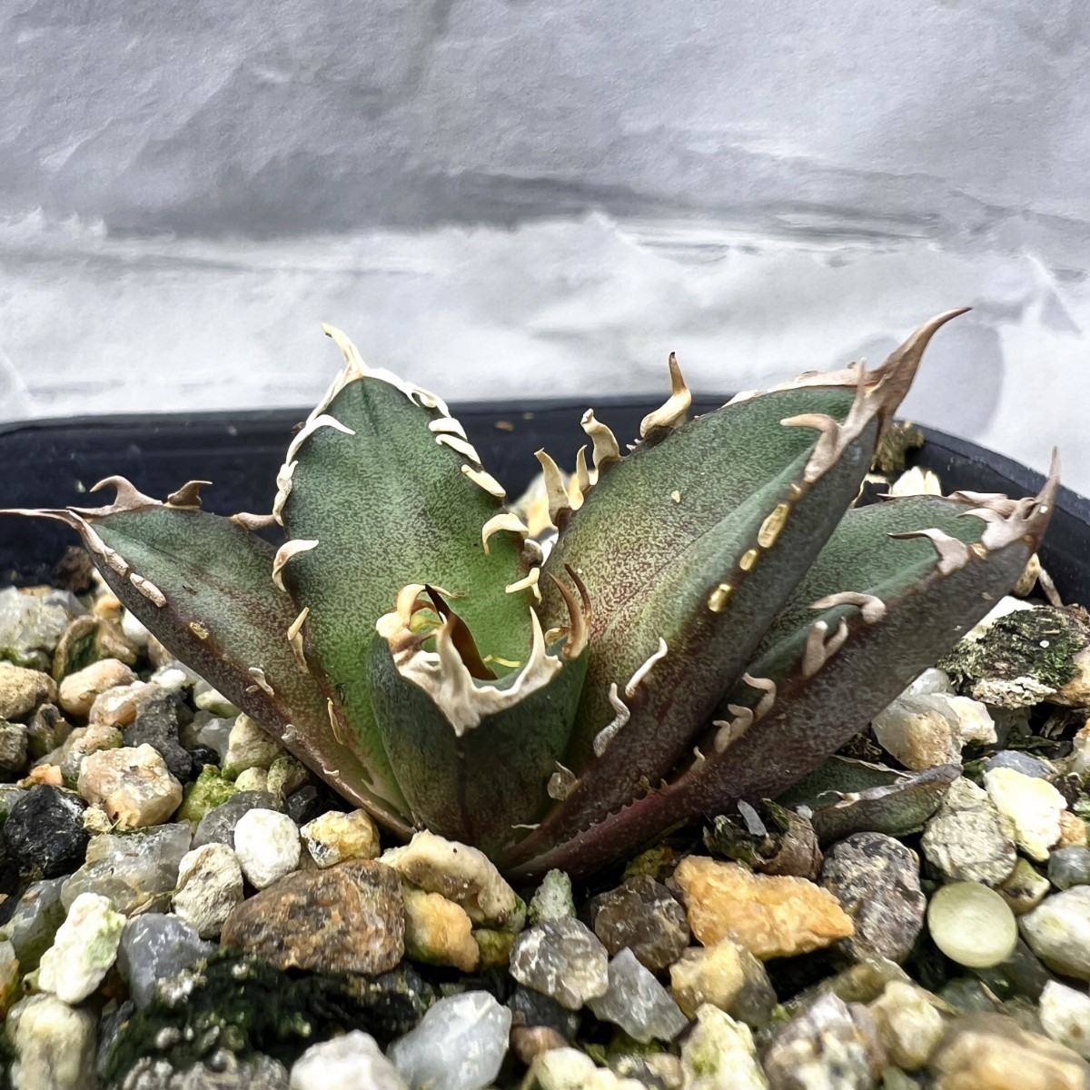 E2 厳選 アガベ レッドキャットウィーズル 赤猫 ボールタイプ 強白棘 大甲