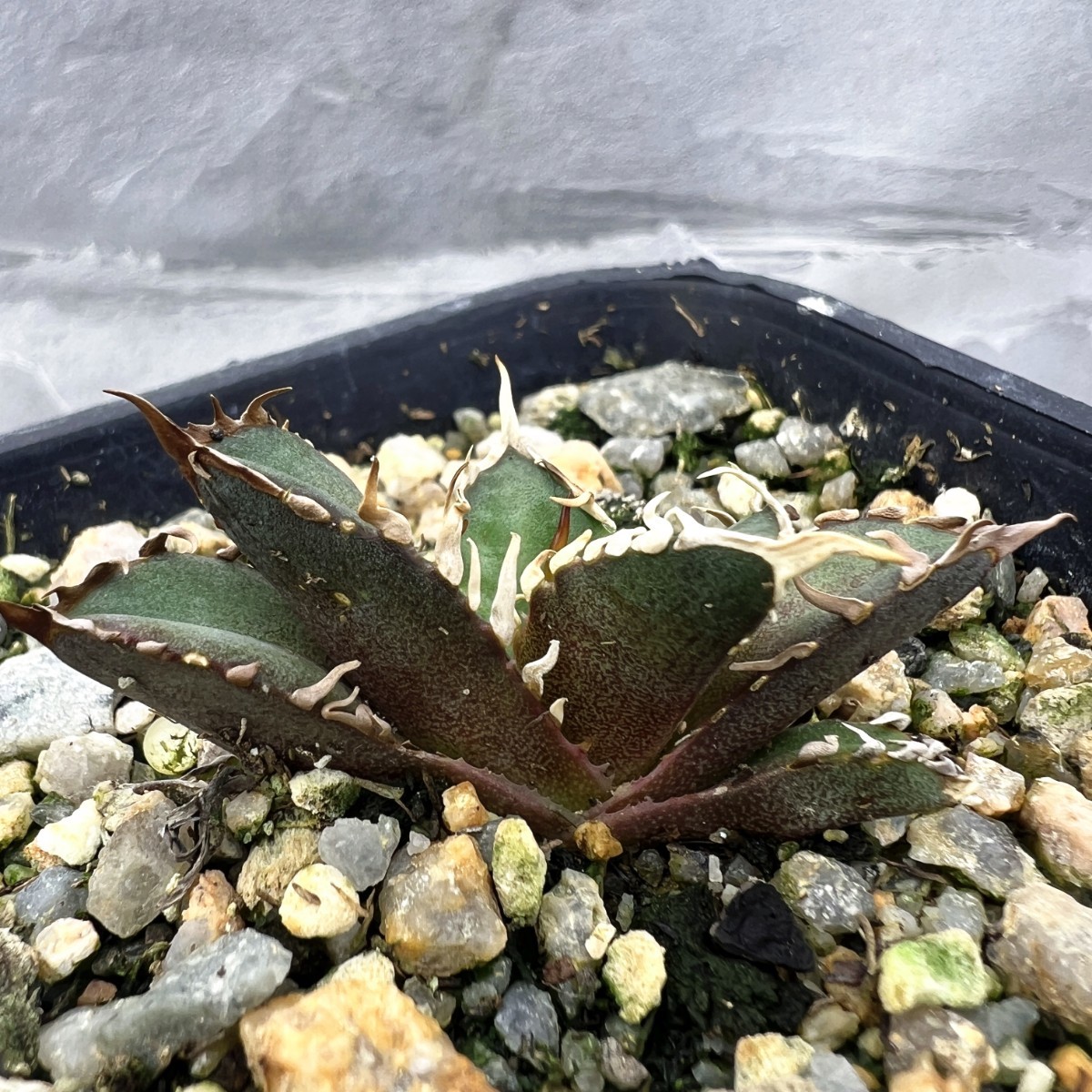 E2 厳選 アガベ レッドキャットウィーズル 赤猫 ボールタイプ 強白棘 大甲