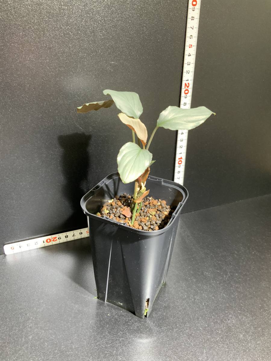 ホマロメナ Homalomena sp.赤銀 West Java ジメ植 ＜中株＞ NH60(観葉
