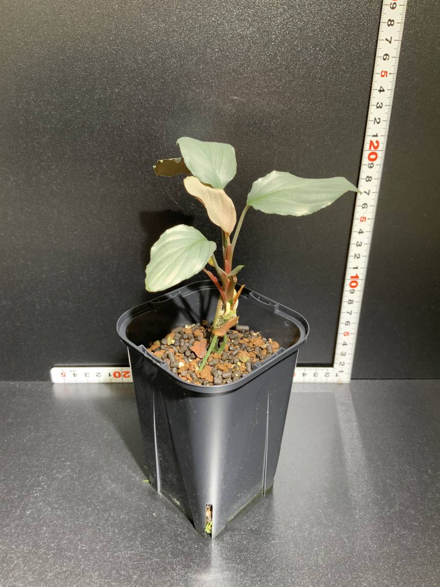 ホマロメナ Homalomena sp.赤銀 West Java ジメ植 ＜中株＞ NH60(観葉