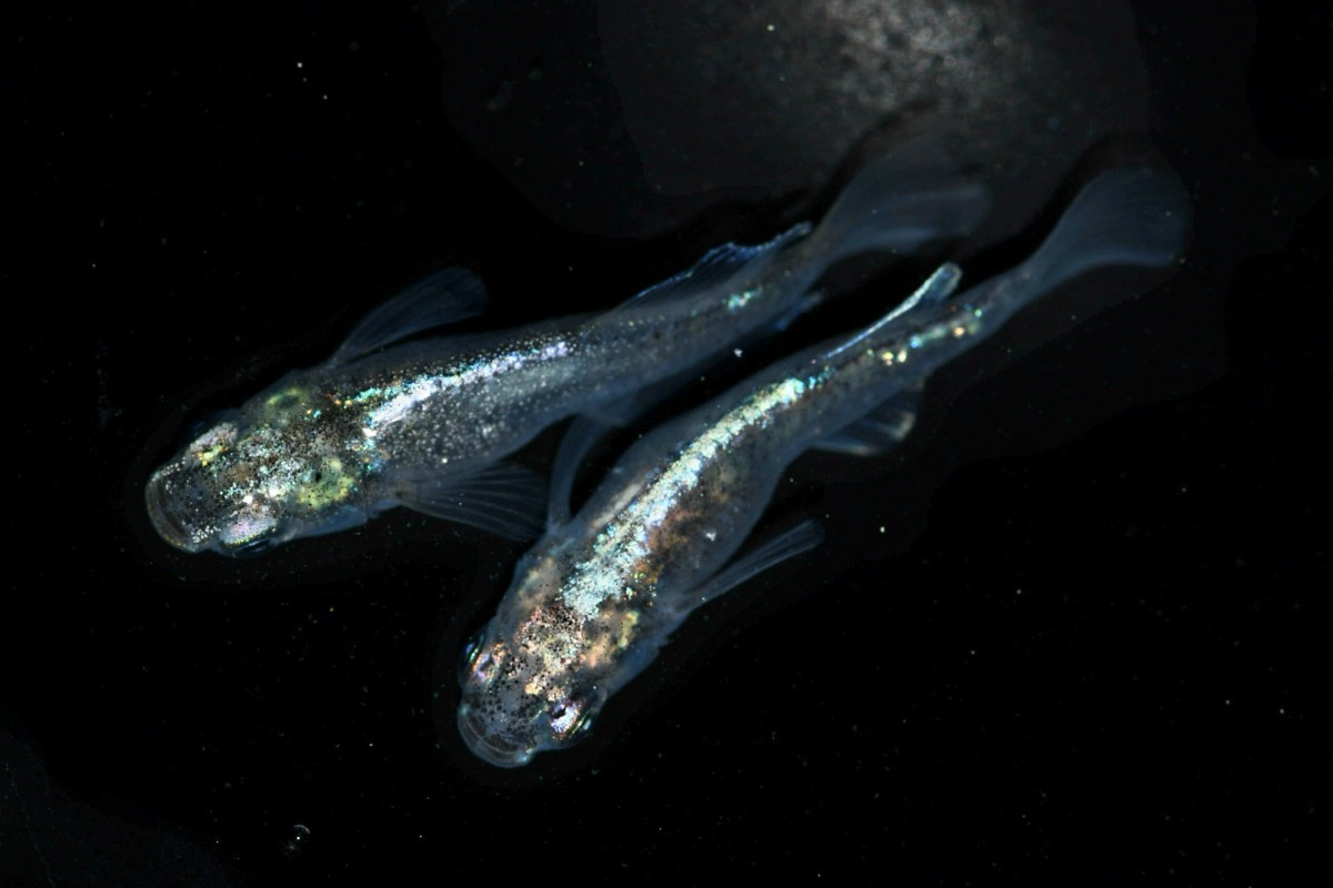 【めだか屋さくら】メタリカ(当方オリジナル)　1ペア　Mサイズ《4月12日発送》