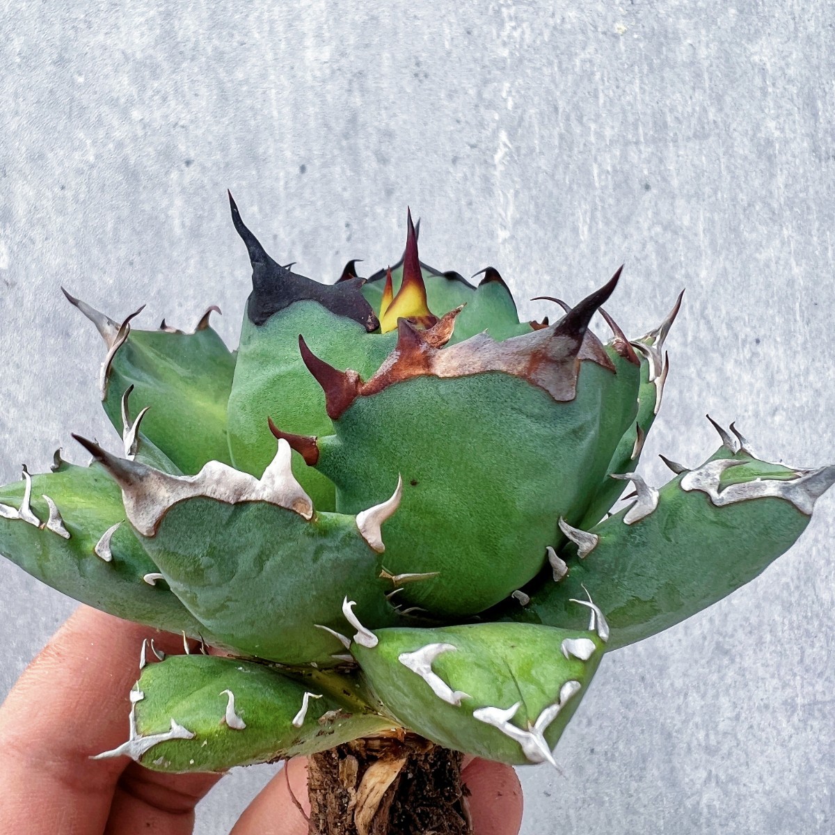 S25 【パンダ園芸】アガベ チタノタ OWL 海豹 agave titanota 寛葉厳龍