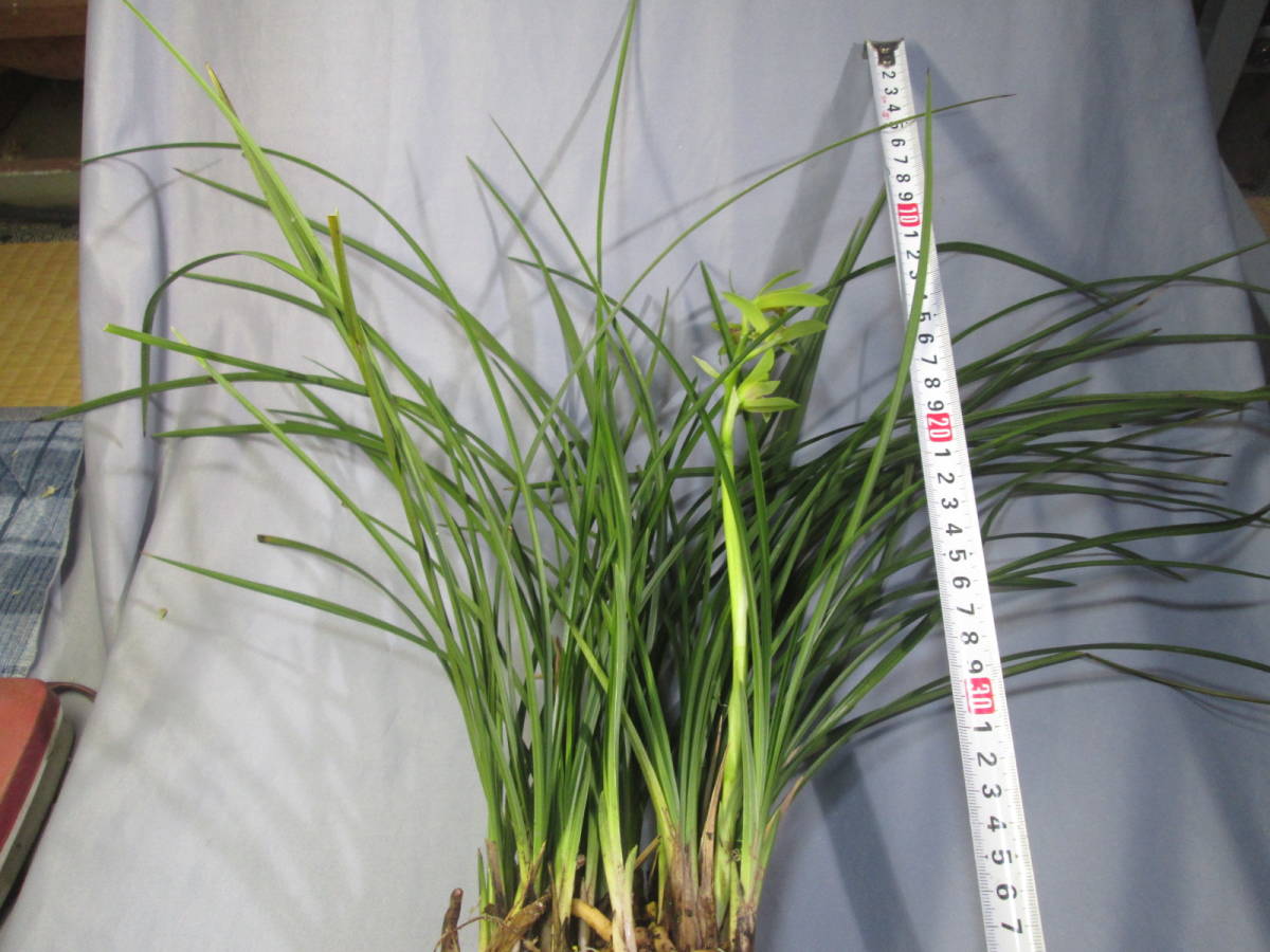 もと丸　山野草　春蘭　中国春蘭　一茎九華　緑茎九華　花付き　①