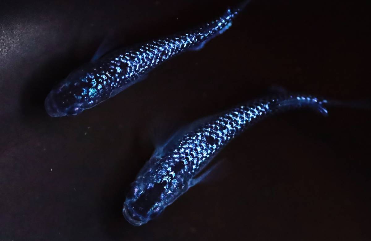 丸長メダカ E21【 ブルームーン　産卵可能サイズ　サバンナ様血統！ 】2匹！ メス 1匹、オス 1匹！ めだか 現物出品！