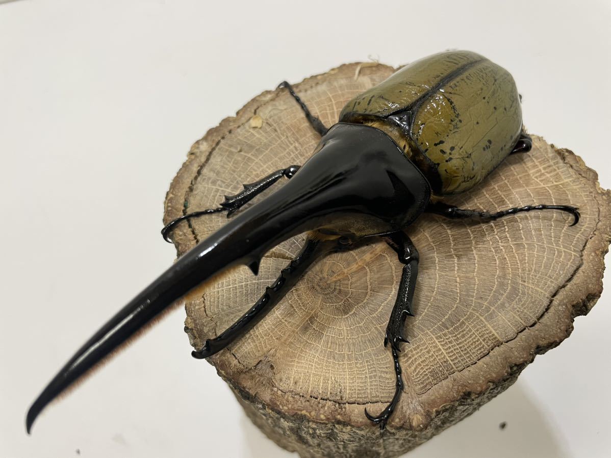 マヤシロカブト成虫 ♂84単品 後食有り マヤ | - ☆新成虫☆マヤ
