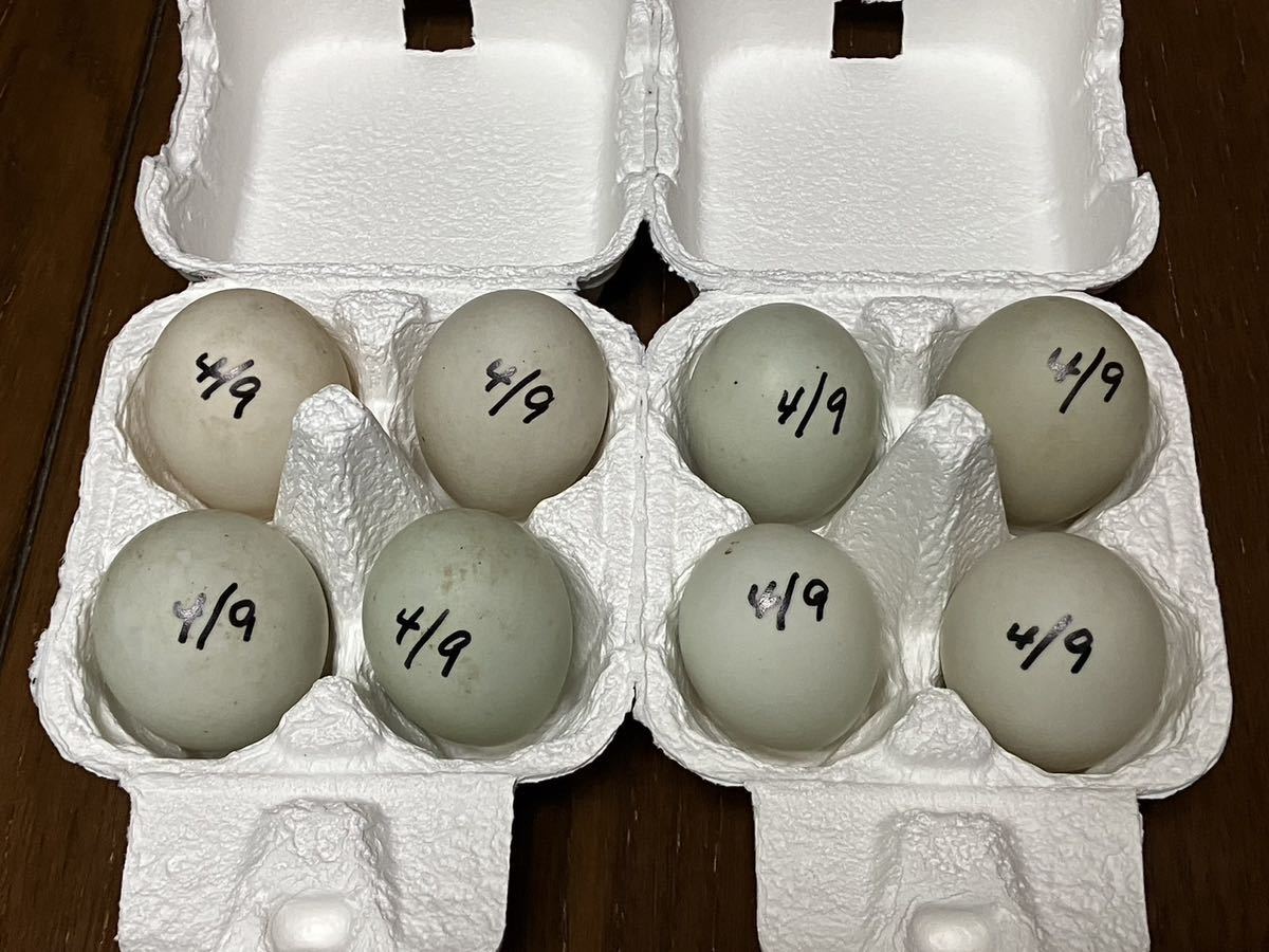 【食用】コールダック　４月9日　有精卵　８個　アオサ海苔サービス　期間限定　送料無料