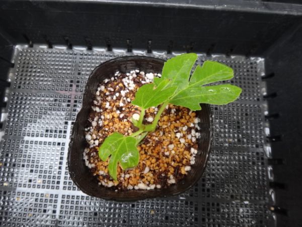 The Fig Hunterの品種 | 世界のイチジク