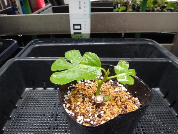 The Fig Hunterの品種 | 世界のイチジク