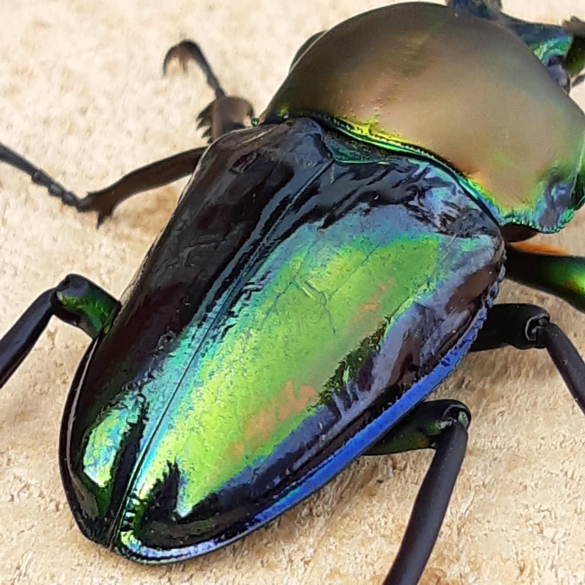 L② ニジイロクワガタ 成虫トリオ 青紋血統 即ブリ ♂1 ♀2 CBF-16 未使用 【土曜、日曜発送限定】【死着保証無し】