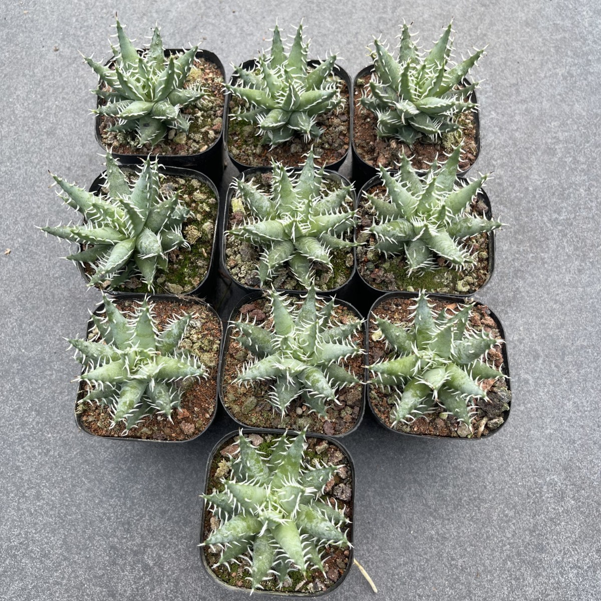 アロエ エリナケア Aloe 多肉植物・特別な鉢の販売 TOKY 4号充実大株
