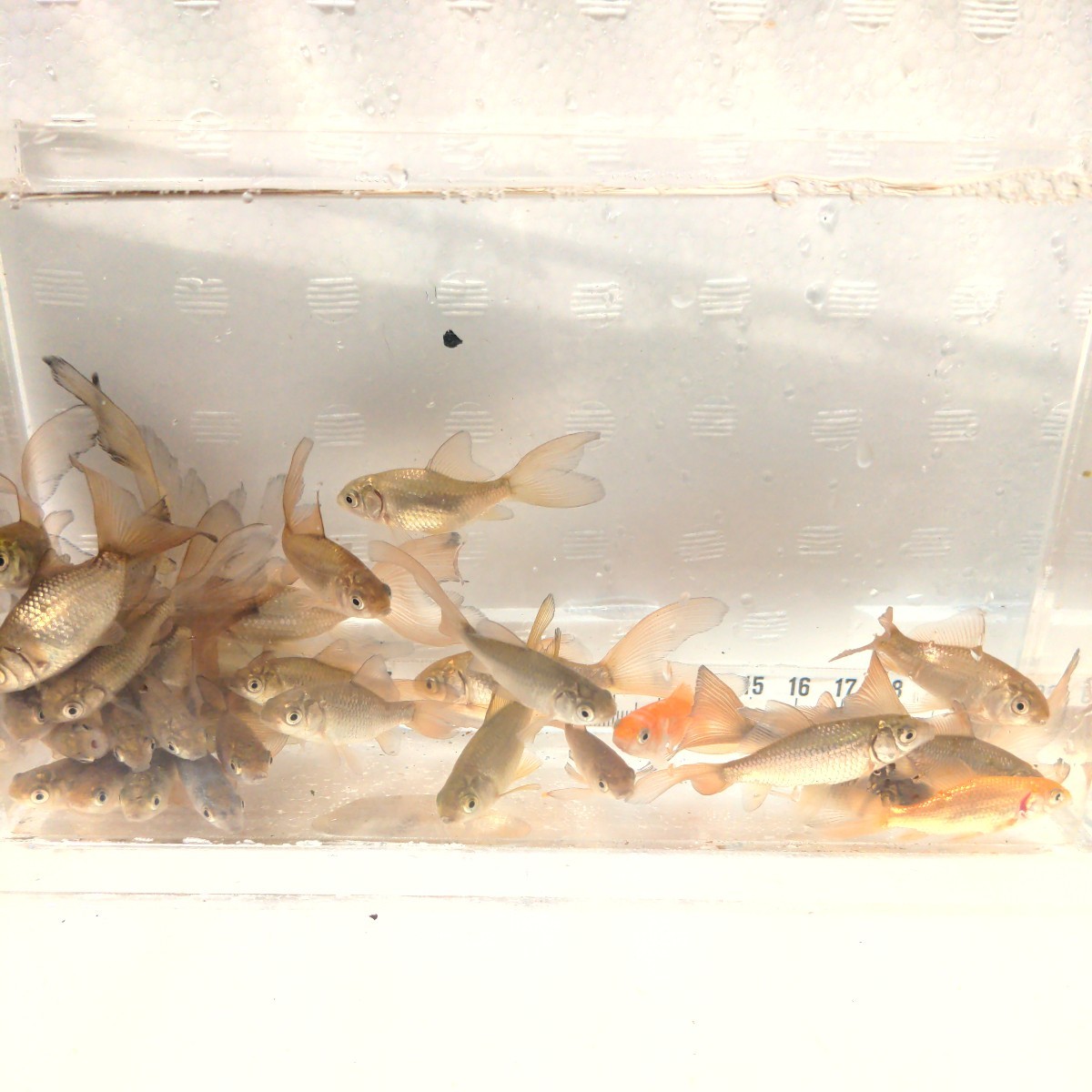 金曜日発送（28日）【宮城鉄魚飼育研究会】ミニ鉄魚30匹セット③5〜7センチくらい（青鉄魚の子）