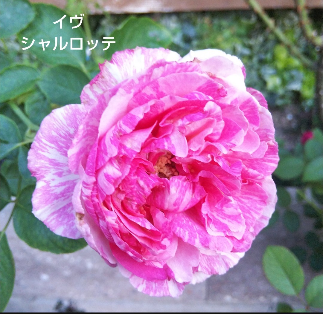 苗 切花品種 イヴ・シャルロッテ A バラ 苗 rose 超レア