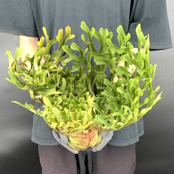 102【燻蒸済】Platycerium ridleyi WILD (プラティケリウム・リドレイ)【4/7輸入・中部カリマンタン・パランカラヤ】