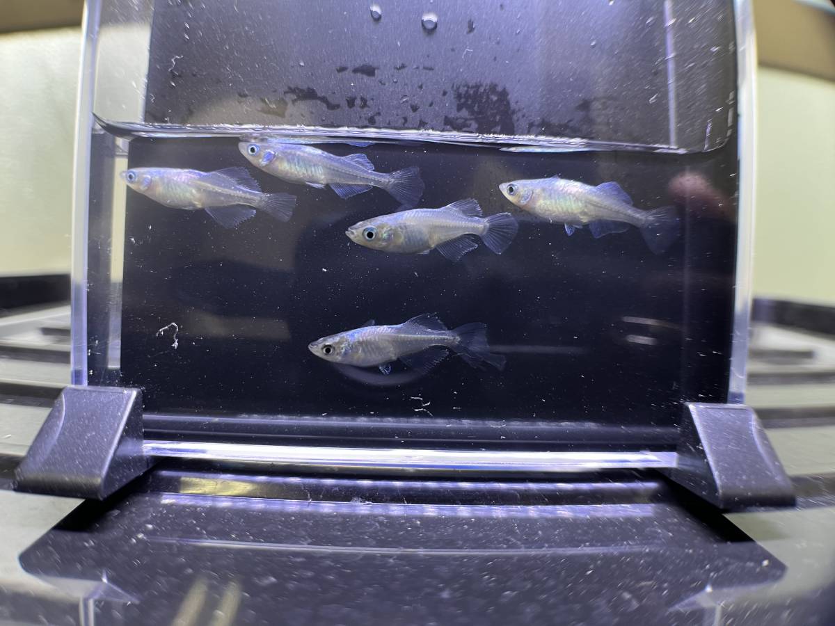 タルミロングフィン　オス3メス2 現物　メダカ　めだか_1