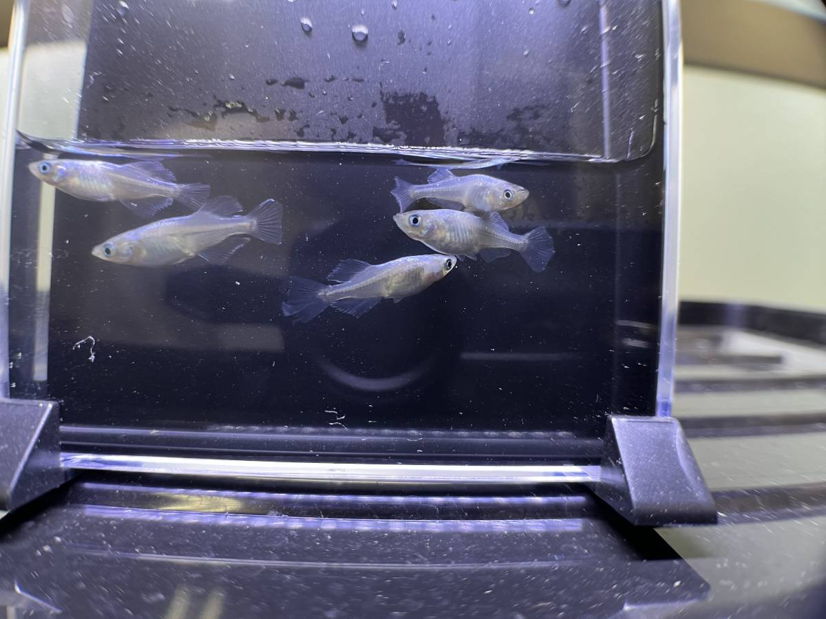 タルミロングフィン　オス3メス2 現物　メダカ　めだか_2