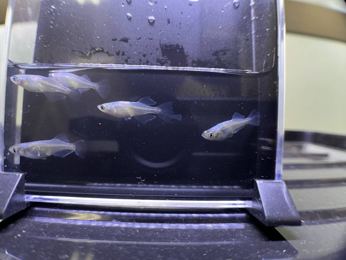 タルミロングフィン　オス3メス2 現物　メダカ　めだか_3