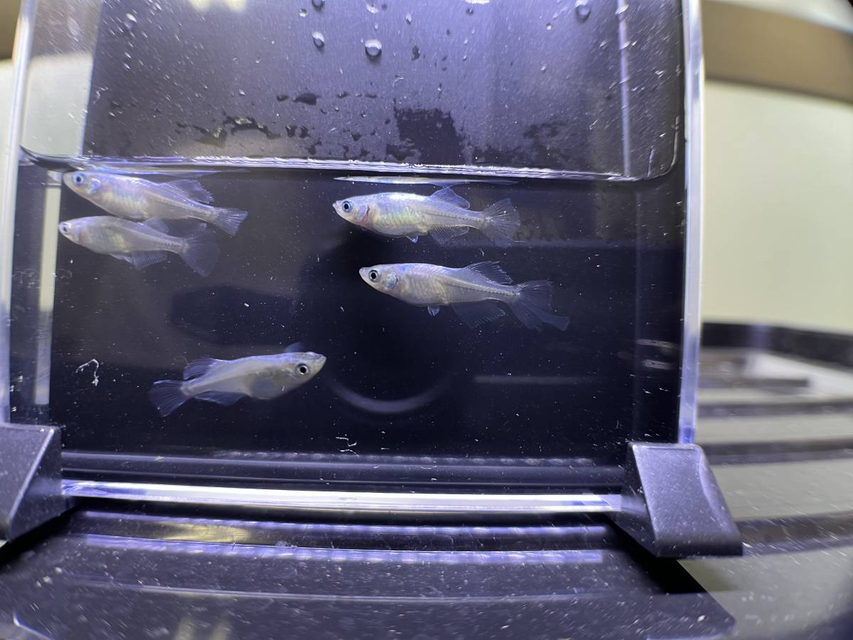 タルミロングフィン　オス3メス2 現物　メダカ　めだか_4