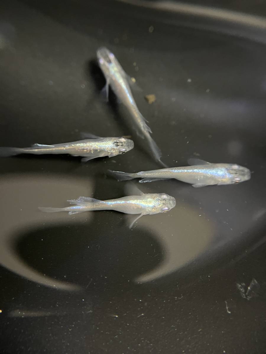 タルミロングフィン　オス3メス2 現物　メダカ　めだか_5