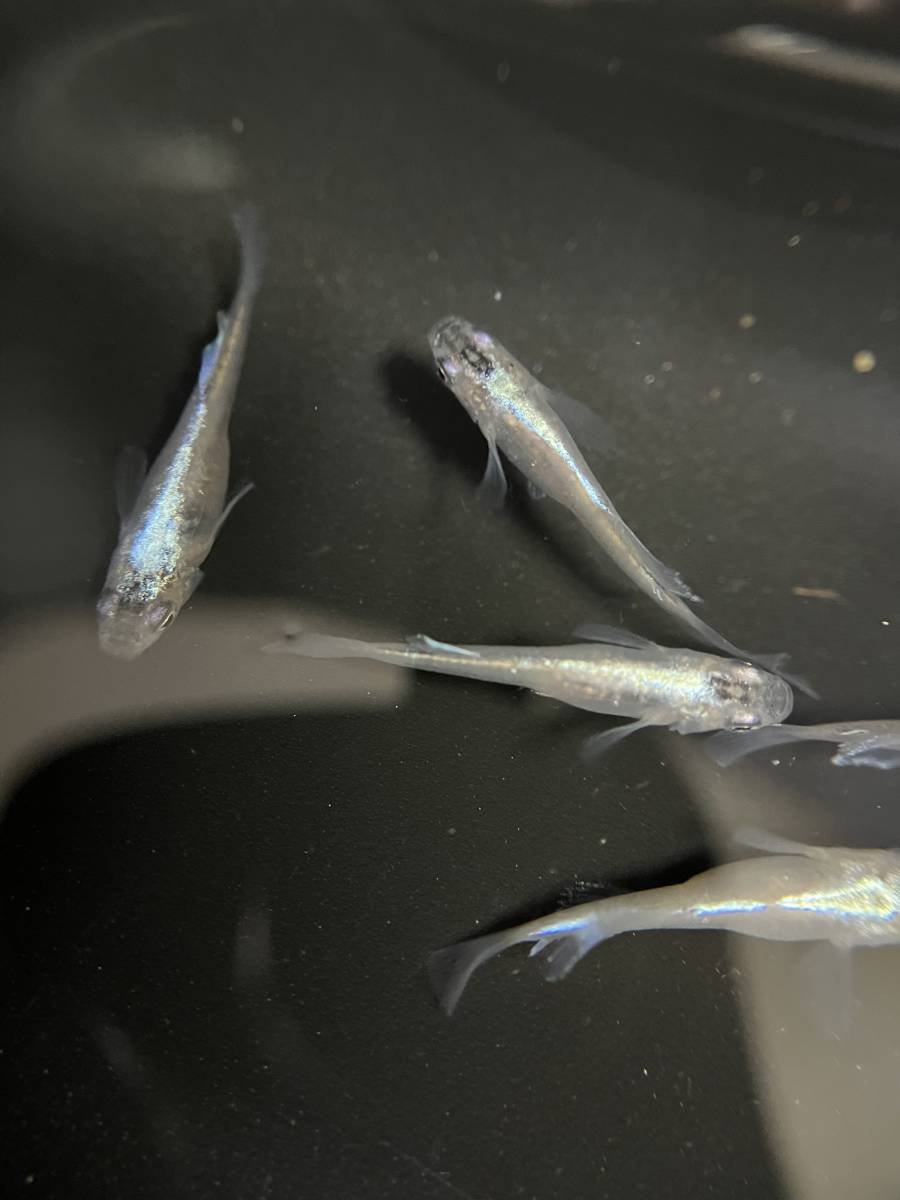 タルミロングフィン　オス3メス2 現物　メダカ　めだか_6