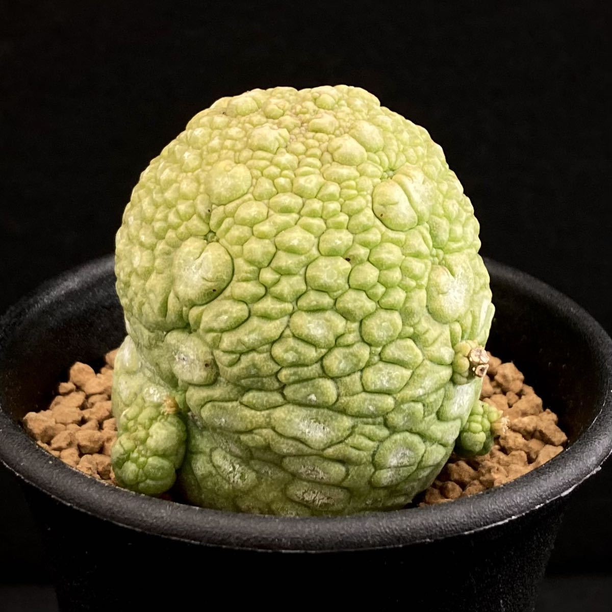 σ プセウドリトス ミギウルティヌス 実生選抜 2.5号 Pseudolithos migiurtinus 多肉植物 サボテン ミグイルティヌス スファエリクス