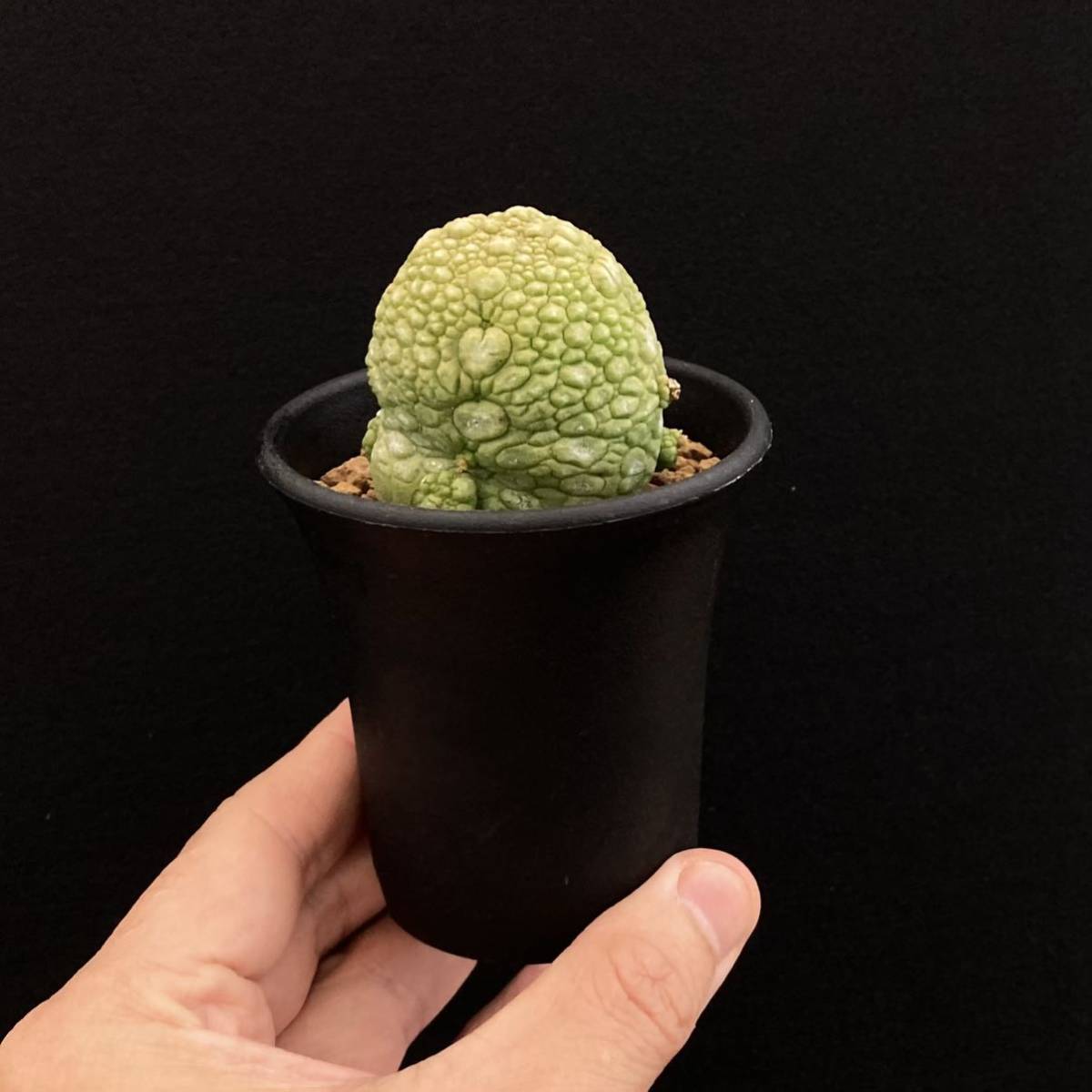 σ プセウドリトス ミギウルティヌス 実生選抜 2.5号 Pseudolithos