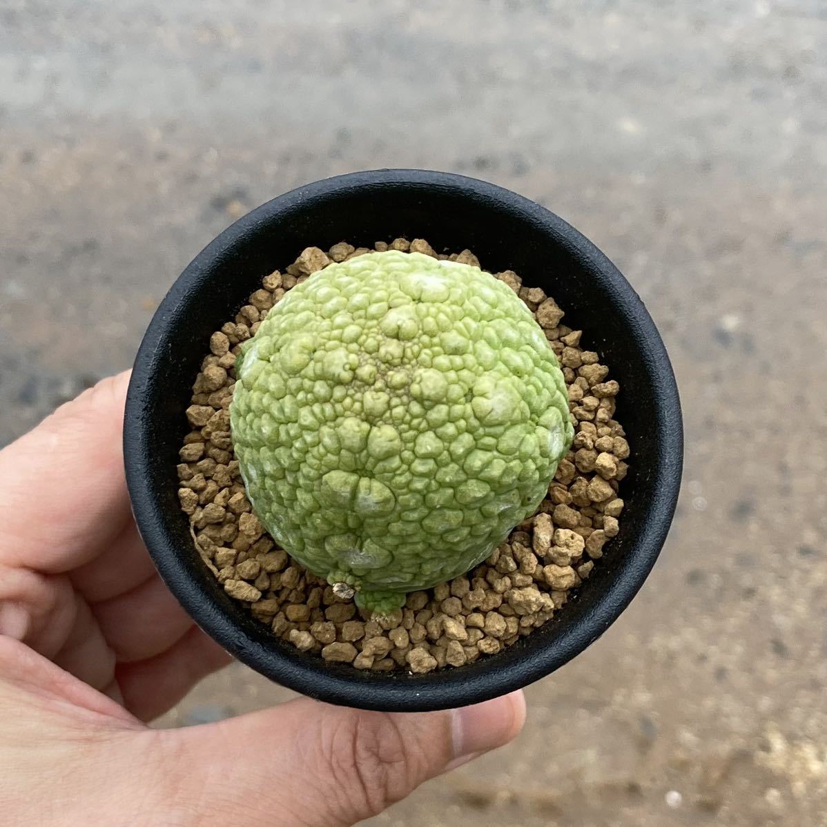 σ プセウドリトス ミギウルティヌス 実生選抜 2.5号 Pseudolithos