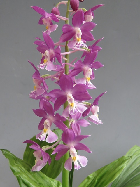 寒蘭-26236　467　大紫宝×天彦　苗　交配種 Yahoo!オークション - 紫 御蔵島ニオイエビネ交配種 えびね蘭③ 極園