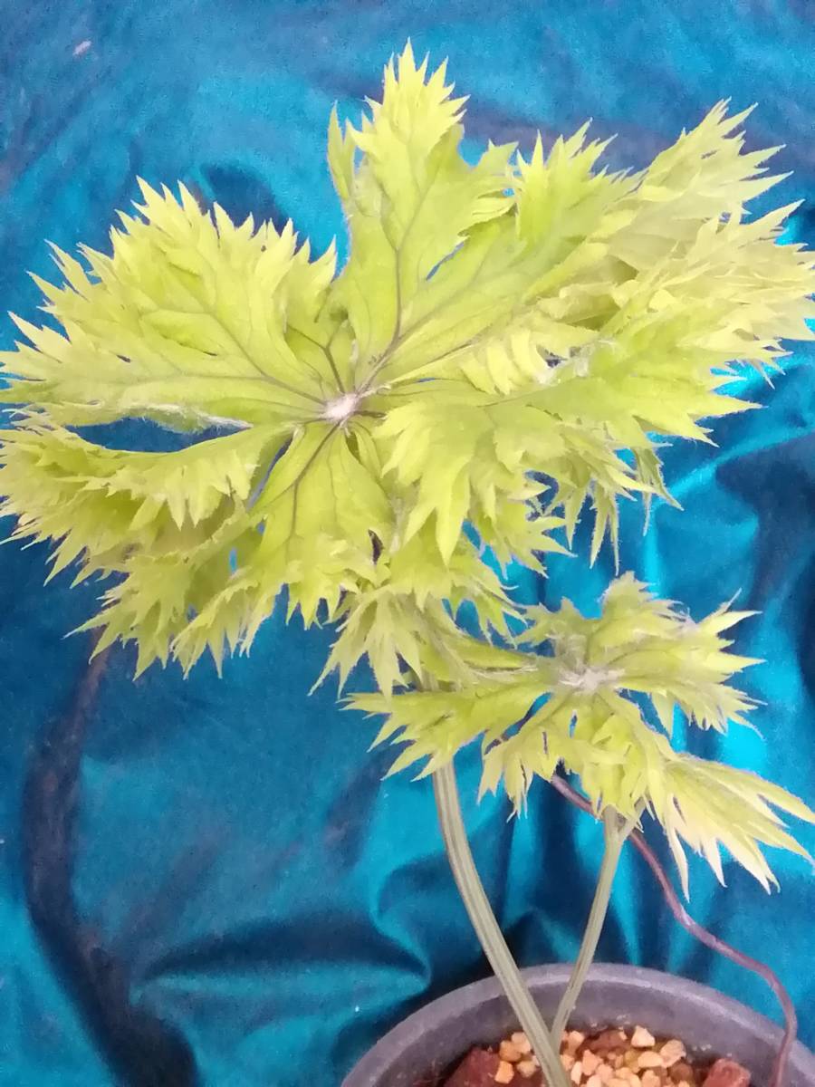 獅子葉ヤブレガサ ] 山野草斑入植物鉢植え盆栽 【公式通販】