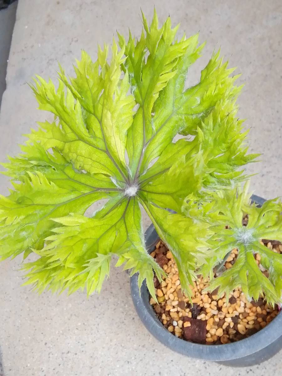 獅子葉ヤブレガサ ] 山野草斑入植物鉢植え盆栽 【公式通販】