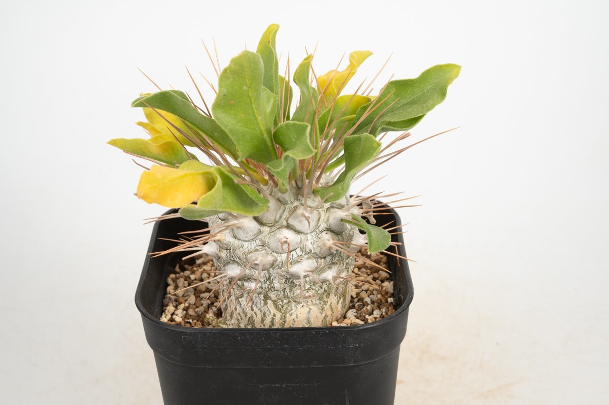 Pachypodium 光堂 namaquanumパキポディウム・ナマクアナム・光堂 