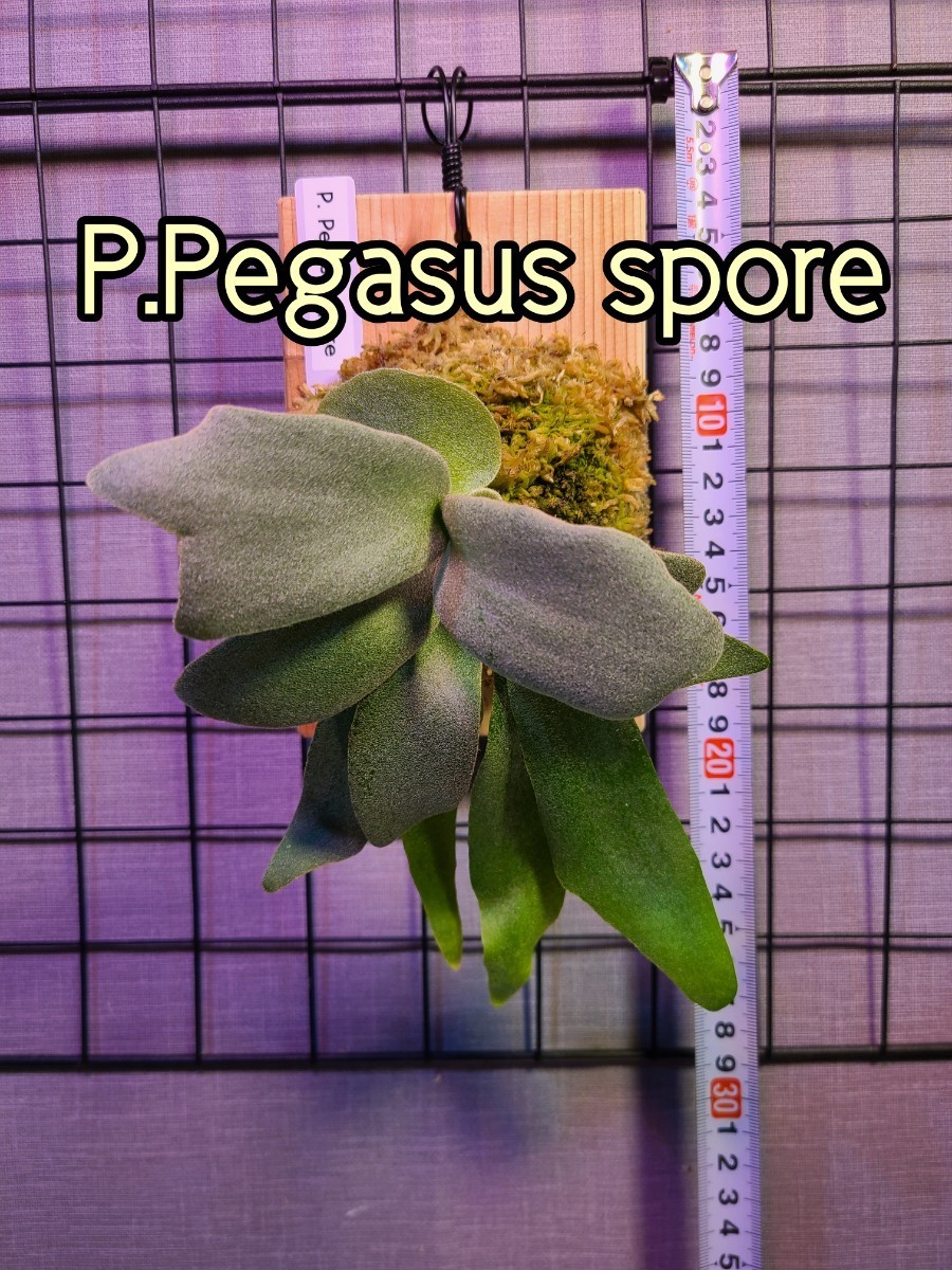 ビカクシダ ペガサス 胞子培養株 Platycerium 'Pegasus' spore