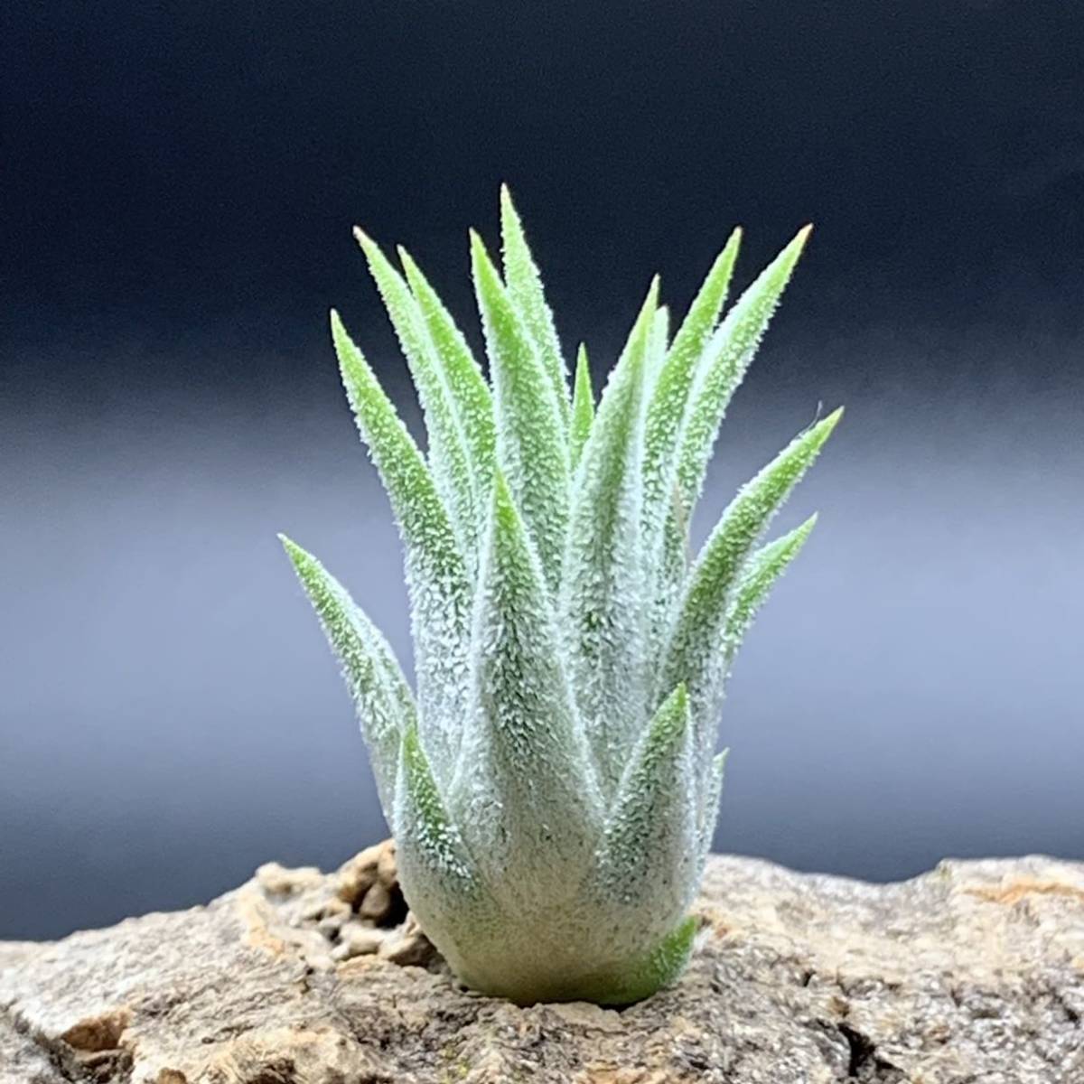 Tillandsia ionantha Air Peach Ionantha - Plant Plant, – 'Peach Tillandsia ionantha Air Peach Ionantha - Plant Plant, – 'Peach