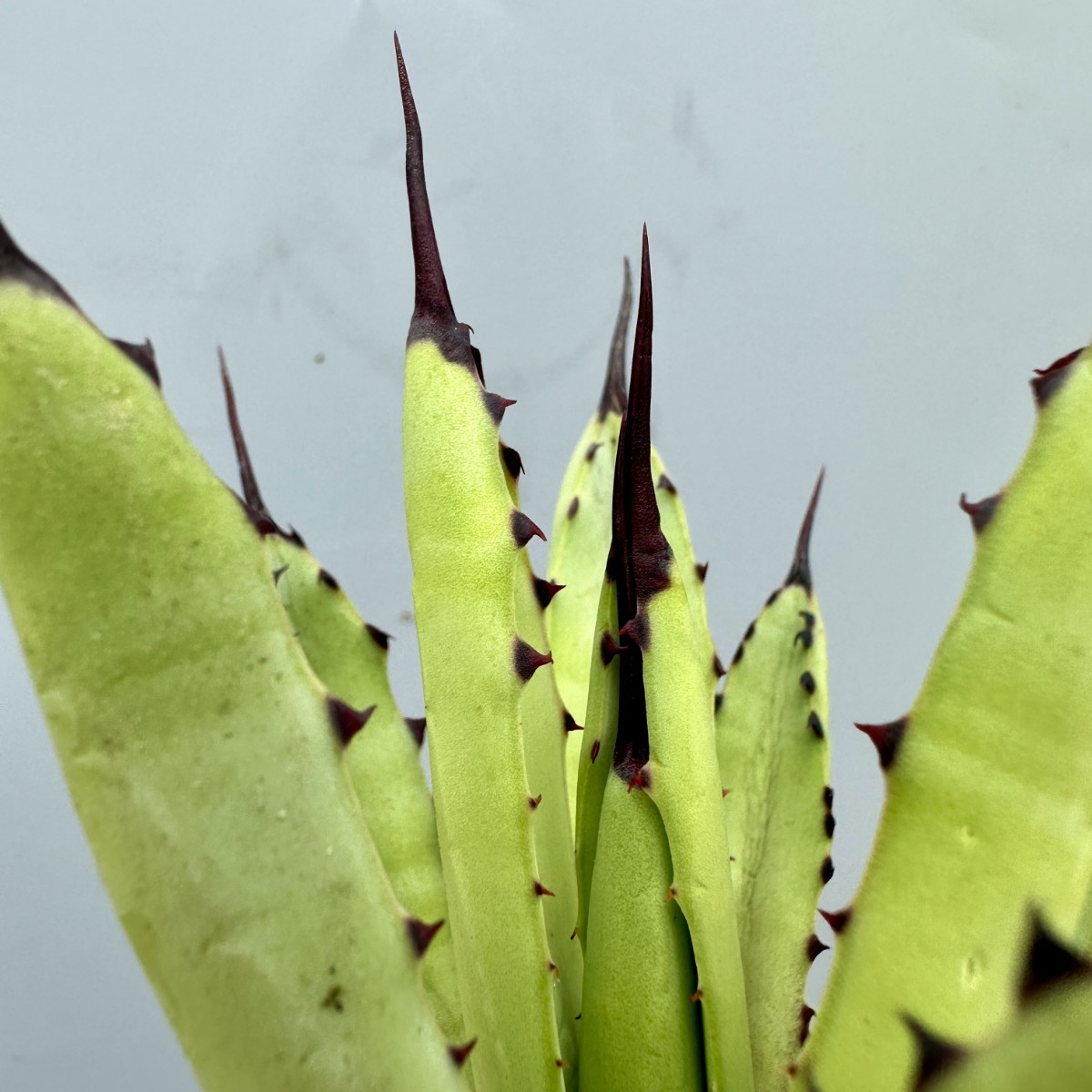 F19 超特選 アガベ チタノタ 黒い森です 新種の先発です 極上強棘 濃