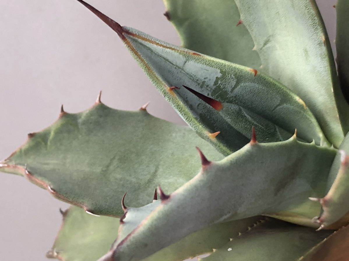 【アガベ-パリー・パリー/強棘・株元太・ワイルド】多肉植物・吉祥天・チタノタ・オテロイ・FO-076・竜舌蘭