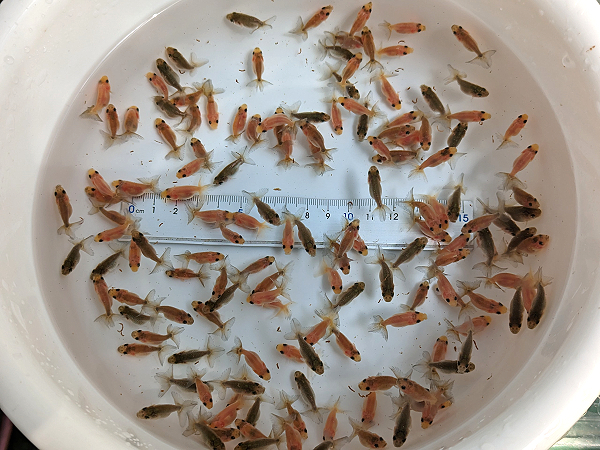 ★らん弐ちゃんファーム★│198│※4月29日発送限定　江戸錦　稚魚　140匹