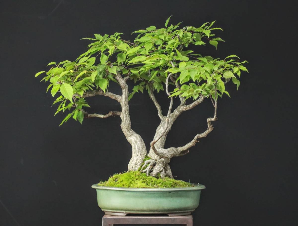 盆栽 シデ アカメソロ 盆栽 ソロ アカシデ盆栽（あかしで・赤四手