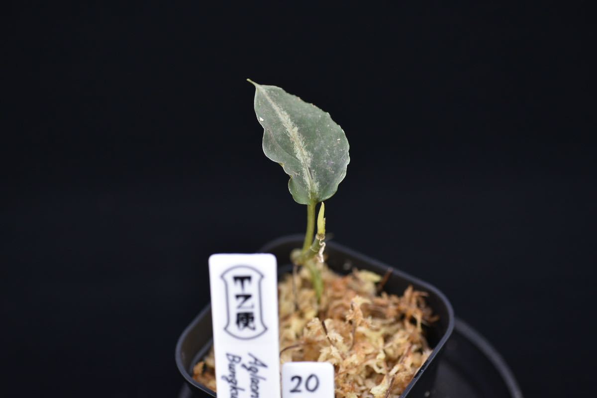 20. Aglaonema pictum Bungkulu Sumatra T-4112-1 アグラオネマ　ワイルド株