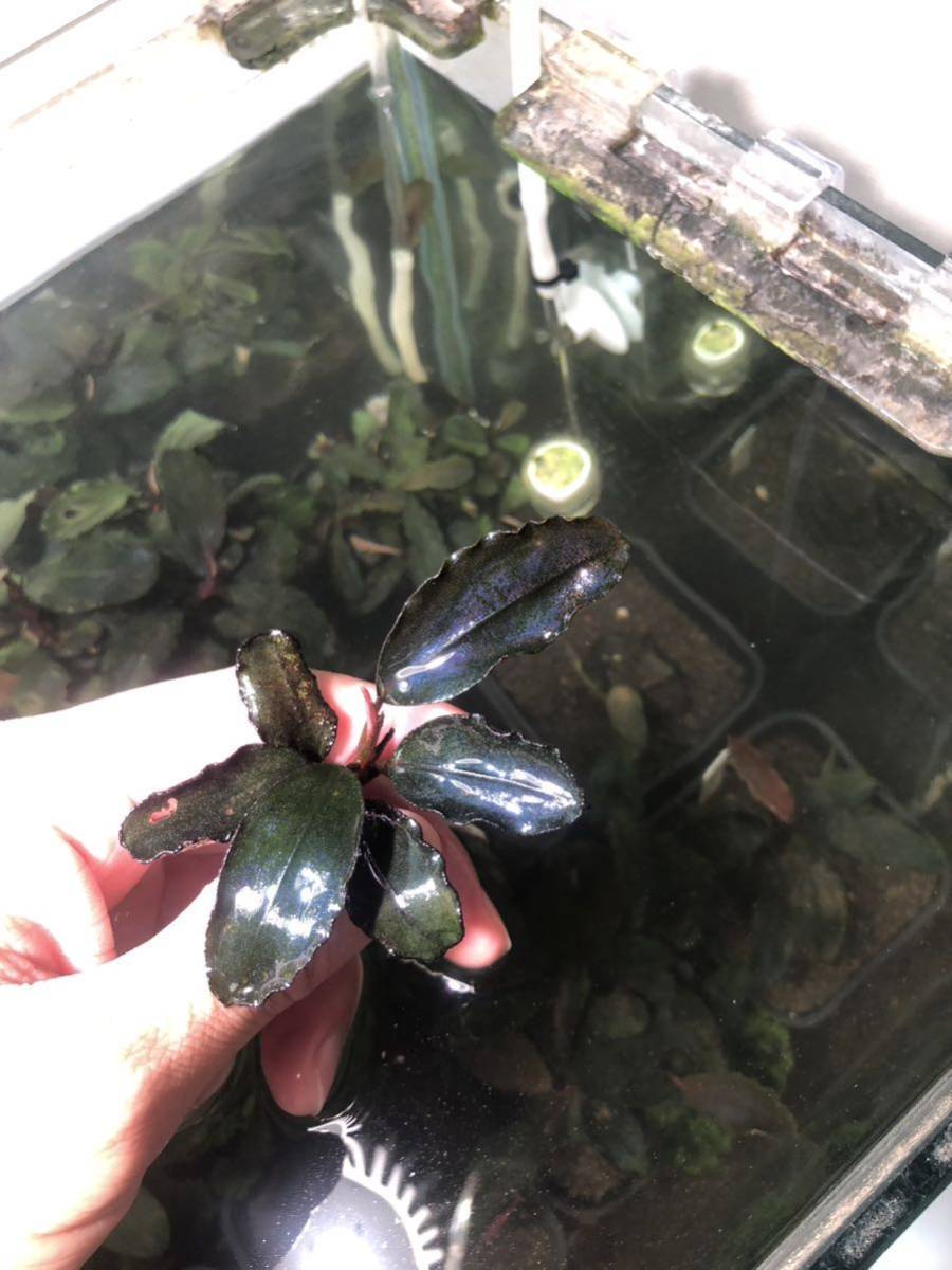 Bucephalandra sp.Galaxy tricolore(ブセファランドラ) 魚用品・水草