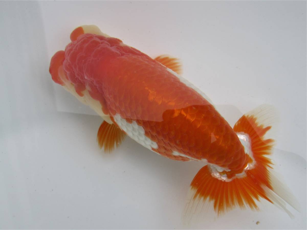 新作入荷，大人気 天明らんちゅう 厳選本命魚 特選魚 弐歳 止めの綺麗な 尾形のいい 大会用 14(らんちゅう)｜売買されたオークション情報、yahooの商品情報をアーカイブ公開 - オークファン らんちゅう