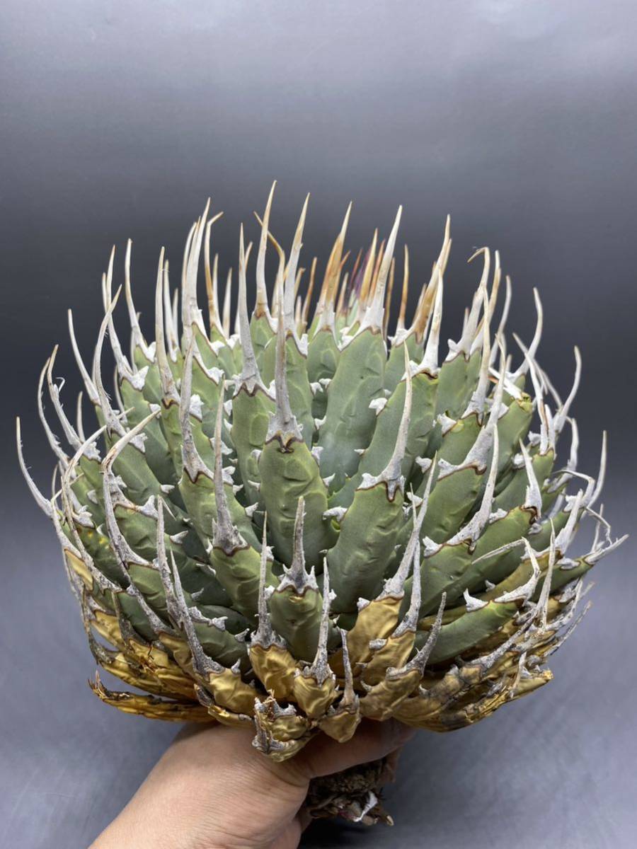 S502-24【大株】陽炎蕾形厚肉粗曲棘アガベ ユタエンシス /Agave utahensis 