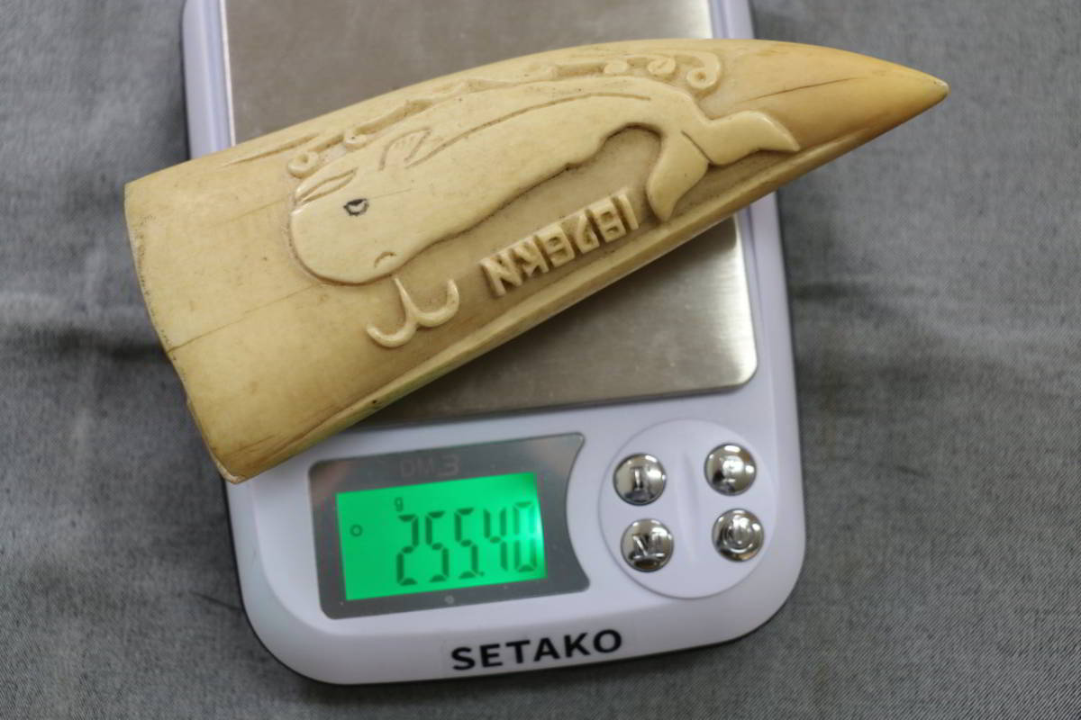 マッコウクジラ 抹香鯨 歯 鯨歯 鯨 抹香鯨の歯 サイ 約911g 印材 鮫歯