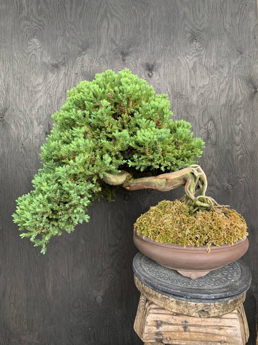 ソナレ盆栽　　　　時代のある舎利幹と根上がり