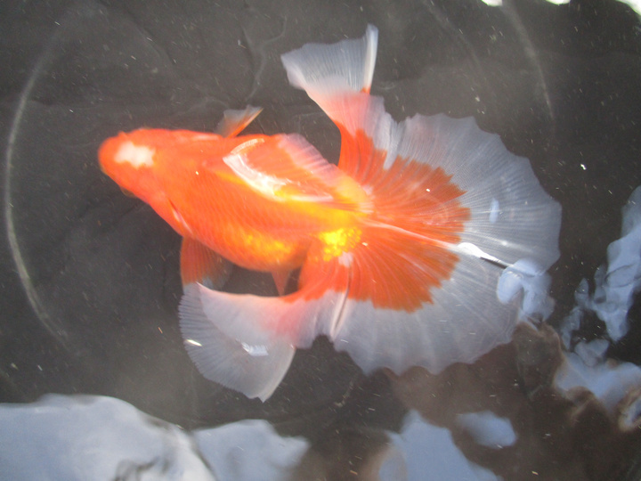 【最安値，HOT】 親魚土佐錦 箱入り娘 小窓雌(金魚)｜売買されたオークション情報、yahooの商品情報をアーカイブ公開 - オークファン その他