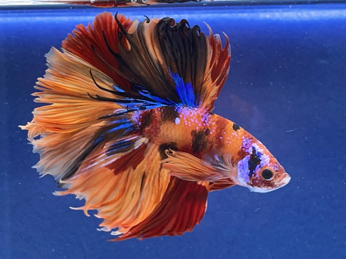 S48　ベタちゃん【動画みてね^^】超貴重ニモギャラクシーコイ！めちゃめちゃカッコいい！ヒレも優雅で綺麗です！【死着完全補償♪】